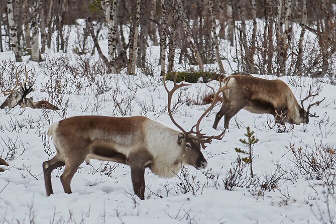 Half day Wildlife and Nature Photography - The coffee, fire, and cake finish