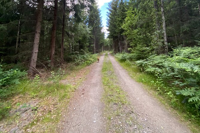 Hike with Wild Forage Surviving Tips and Local Lunch at the Lake - Ulvasjön brings the day to its best pause