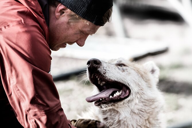 Husky cuddle at Fjälläventyr Dog Park - admission ticket - Five Things To Know Before You Go