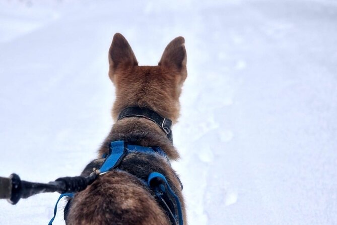 Husky Hike, Snowshoe hike with huskies - Snowshoeing with your own husky