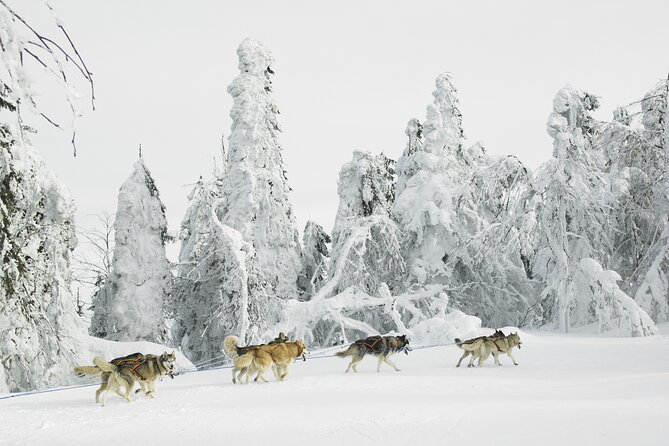 Husky Sledding Tour - Key points about the Oatfield Huskies tour