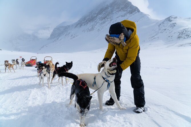 Husky Sledding Tour - Starting at Avaträsk 201 at 10:00