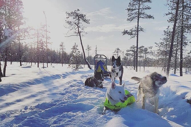 Husky Sledding Tour - Giving the huskies their well-earned treat
