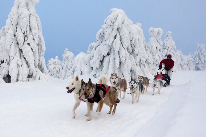 Husky Sledding Tour - A kennel tour with the rest of the dogs