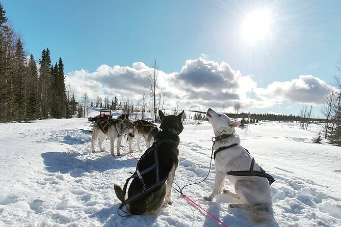 Husky Sledding Tour - Sledding with your own husky team