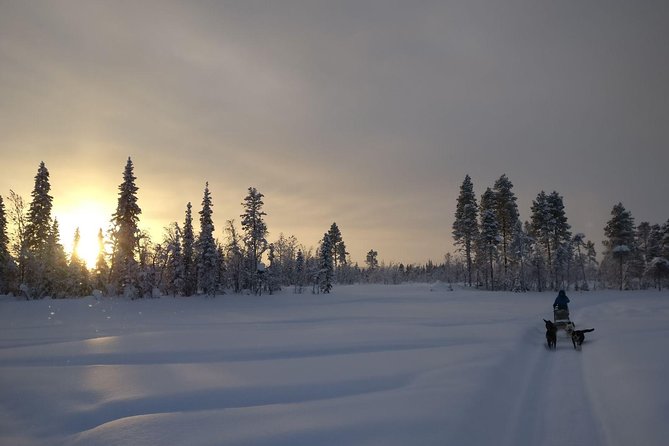 Husky Tour Sit and Drive Combo Tour from Kiruna - Taking the sled into the snowy forest