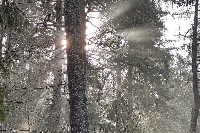 Icebathing and Sauna, Forest Hike and Fireplace Lunch - Private - Who Will Enjoy This Most