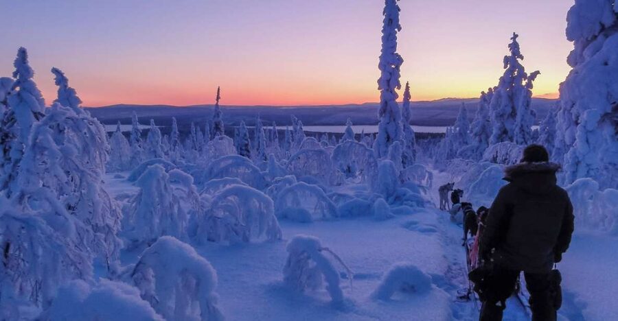 Kiruna: Guided Afternoon Drive Your Own Dog Sled Tour - Key points to know before booking