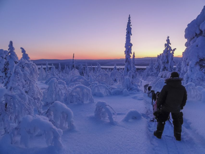 Kiruna: Guided Afternoon Drive Your Own Dog Sled Tour - Meeting the huskies near Kalixforsbron
