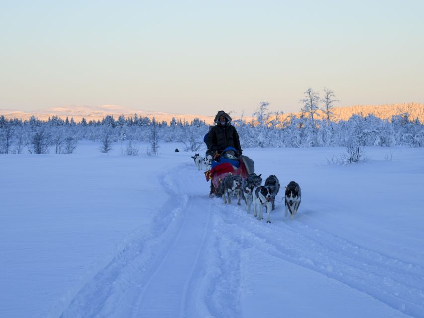 Kiruna: Guided Afternoon Drive Your Own Dog Sled Tour - Following the Kalix River through snowy Lapland