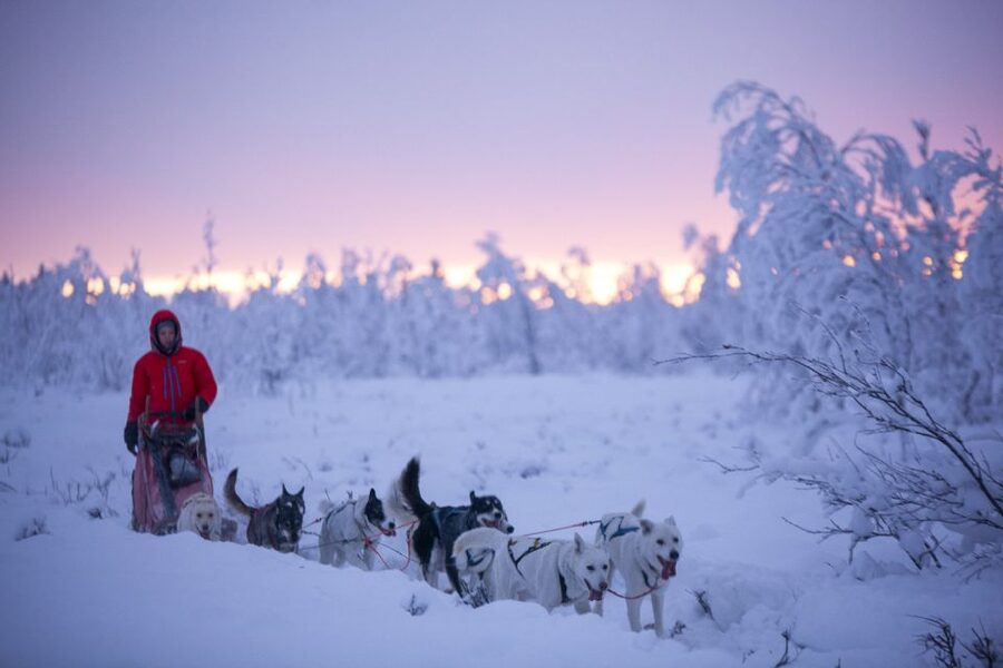 Kiruna: Guided Afternoon Drive Your Own Dog Sled Tour - Warming up with fika in a Nordic tent