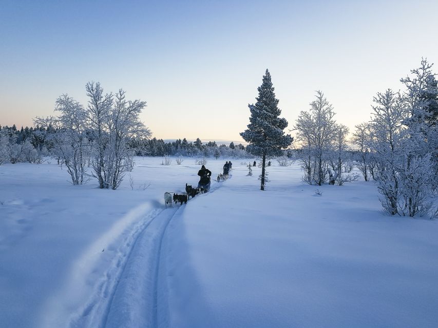 Kiruna: Guided Afternoon Drive Your Own Dog Sled Tour - Learning to steer before the sled leaves