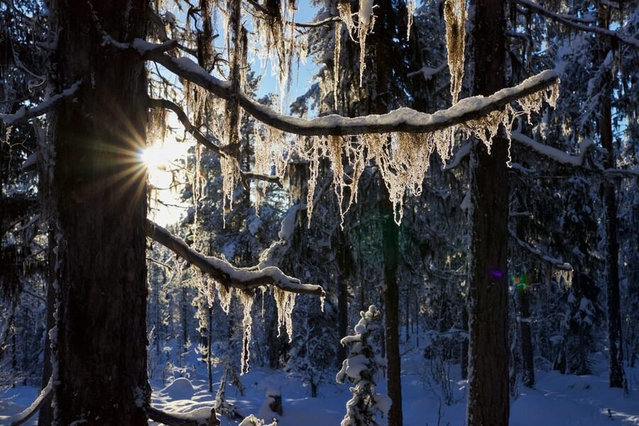 Kiruna: Morning Husky Sled Ride with Coffee Break - Key points before you book