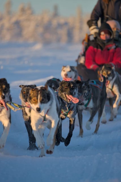 Kiruna: Morning Husky Sled Ride with Coffee Break - Why this Kiruna sled ride works so well