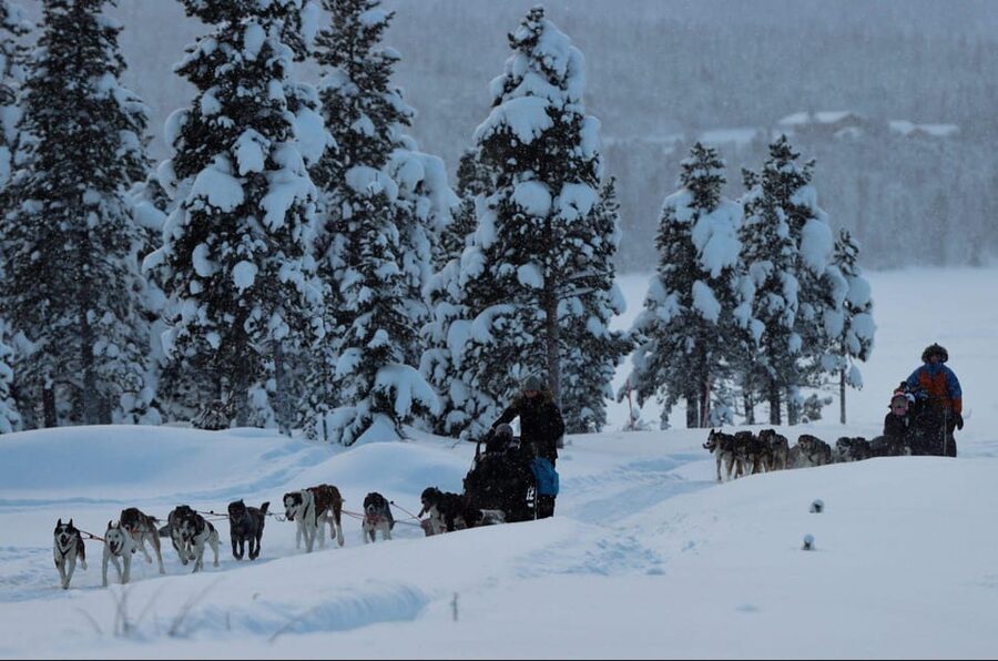 Kiruna: Morning Husky Sled Ride with Coffee Break - Meeting the twelve Alaskan Huskies