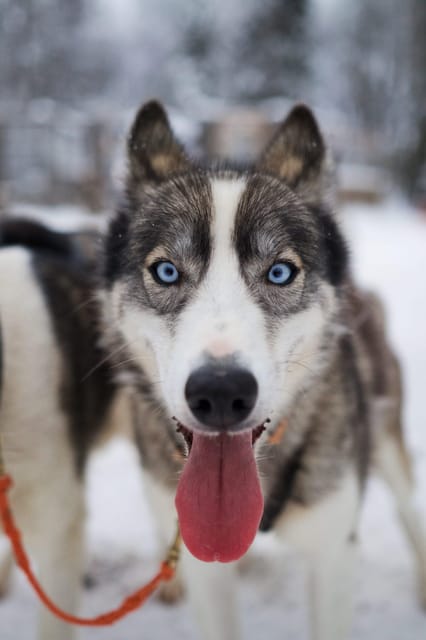 Kiruna: Morning Husky Sled Ride with Coffee Break - Pickup from Kiruna and the start at Kauppinen