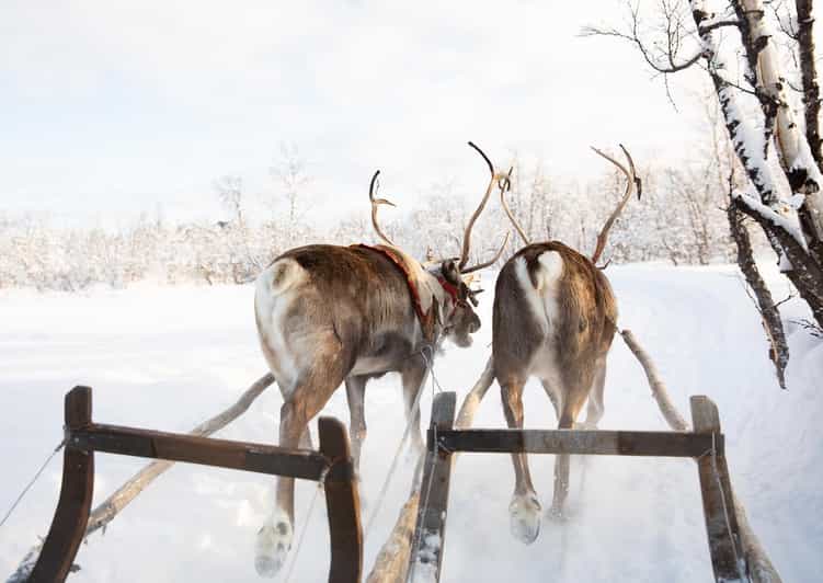 KIRUNA: Sami Reindeer Experience - Who will enjoy this Kiruna activity?