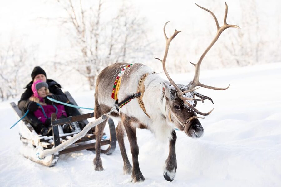 KIRUNA: Sami Reindeer Experience - A winter walk with the sledding reindeer