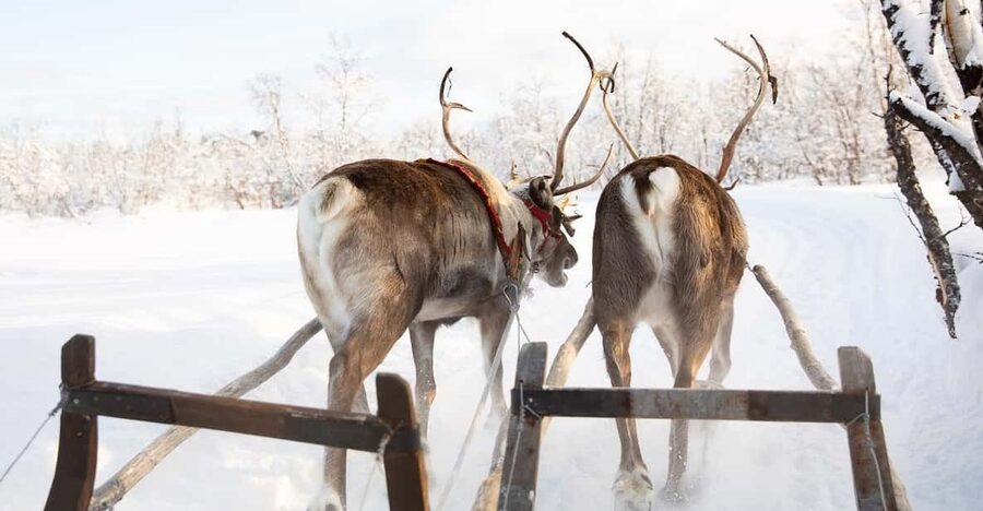 KIRUNA: Sami Reindeer Experience - Steering your own reindeer sled