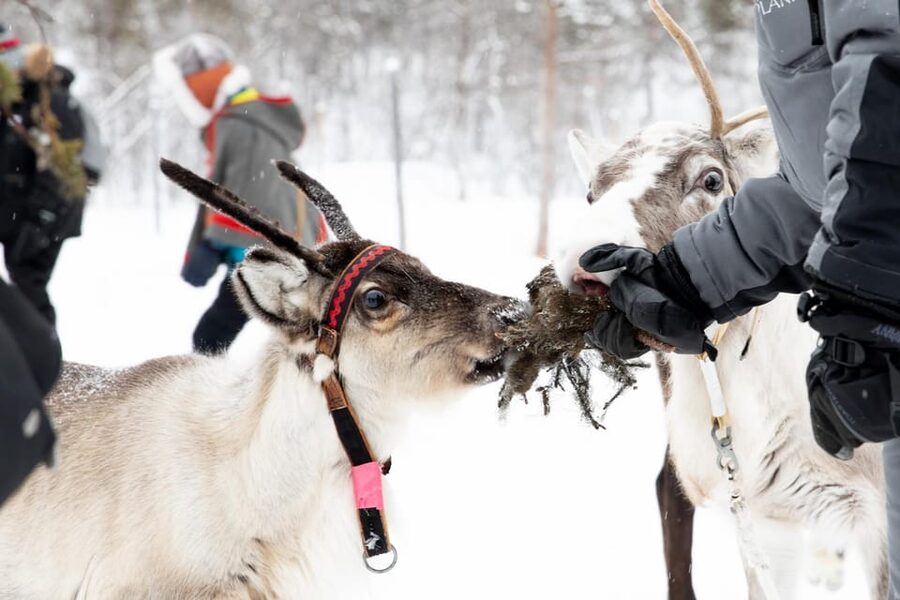 KIRUNA: Sami Reindeer Experience - Suovas lunch in the lávvu