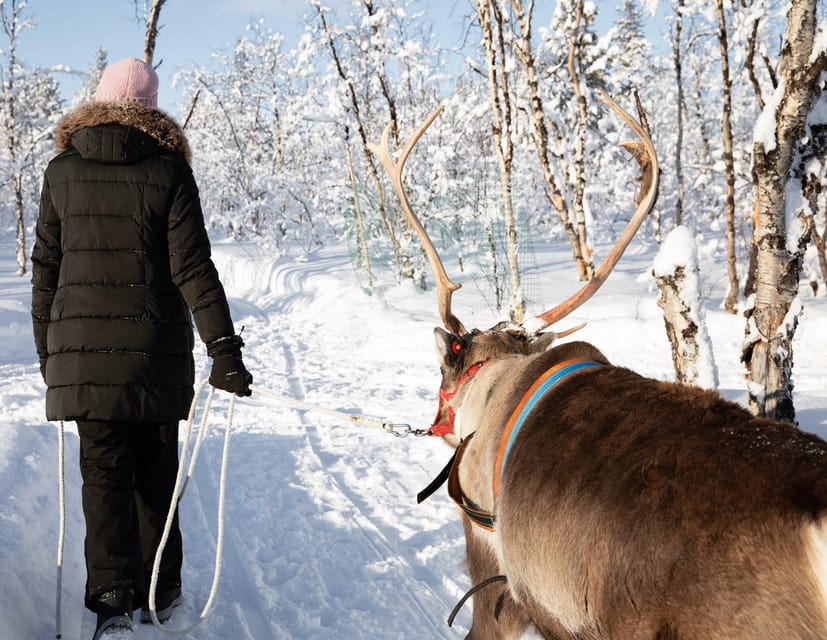 KIRUNA: Sami Reindeer Experience - Is $348 a fair price for three hours?