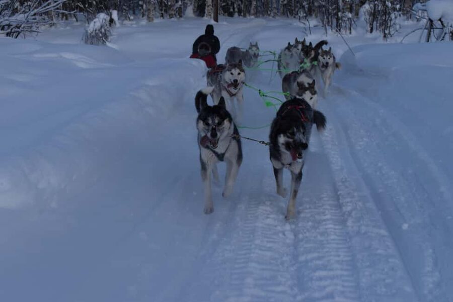 Lulea: Drive your own husky team 20km - Meeting at the barbecue hut near Luleå