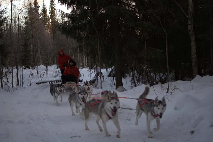 Luleå: Guided Dog Sledding Tour - Key things to know before booking