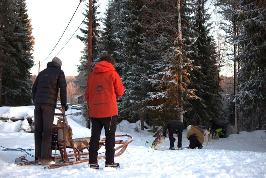 Luleå: Guided Dog Sledding Tour - Time in the kennel with the friendly dogs