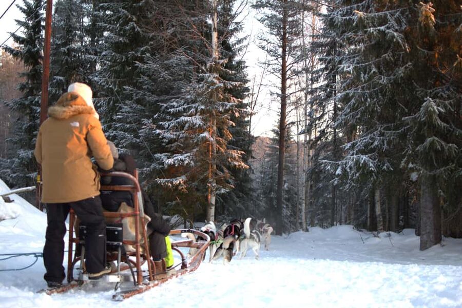 Luleå: Guided Dog Sledding Tour - Weather rules you should take seriously