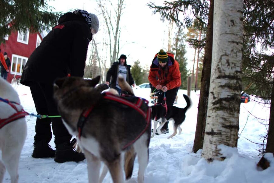 Luleå: Guided Dog Sledding Tour - A quiet ride through forest and open fields