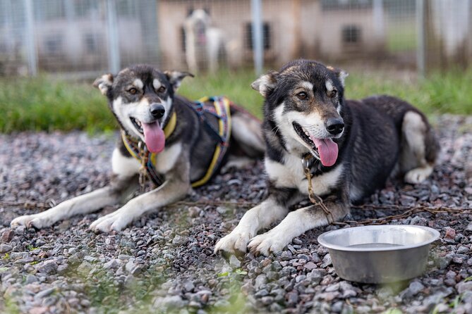 Meet 70 Huskies and Enjoy a short ATV Tour with the Huskies - The highlights worth knowing before you book