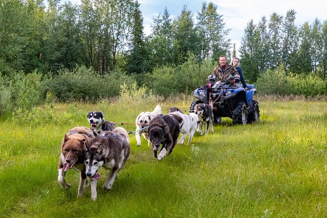 Meet 70 Huskies and Enjoy a short ATV Tour with the Huskies - Arriving at the Kiruna husky kennel