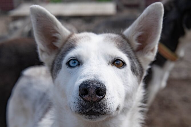 Meet 70 Huskies and Enjoy a short ATV Tour with the Huskies - Who will enjoy this most