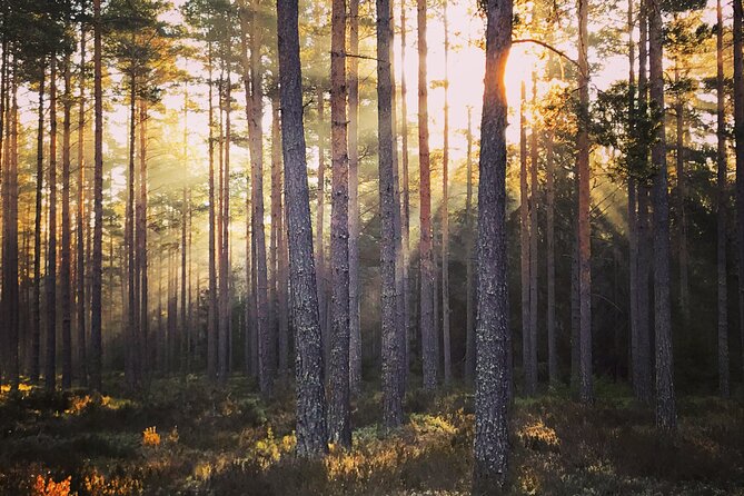Midnight Sun and Campfire - National Park evening hike Stockholm - Who will like this experience most?