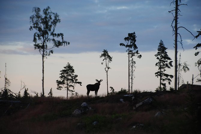 Moose safari in the wild Sweden Tiveden - The details that shape this Tiveden safari