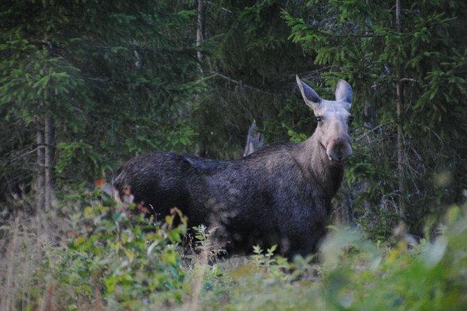 Moose safari in the wild Sweden Tiveden - Starting beside the campfire in Sannerud