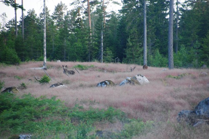 Moose safari in the wild Sweden Tiveden - A small group with room to ask questions