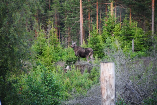 Moose safari in the wild Sweden Tiveden - What the $134.45 price includes in practical terms