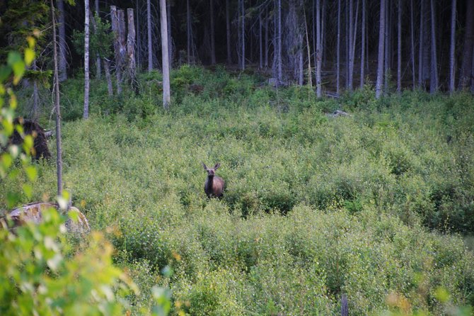 Moose safari in the wild Sweden Tiveden - Clothing, weather, and the real level of comfort