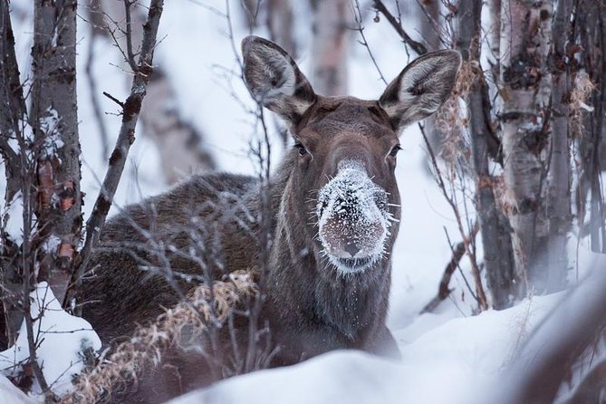 Morning hike in Abisko National Park - Into Abisko National Park on level snow