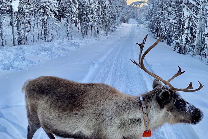 Private snowmobile day tours - Weather, cancellation, and timing