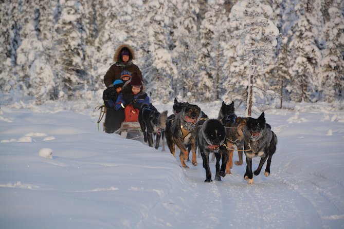 Sit Back and Relax Morning Husky Tour - Meeting the dogs before the sled ride