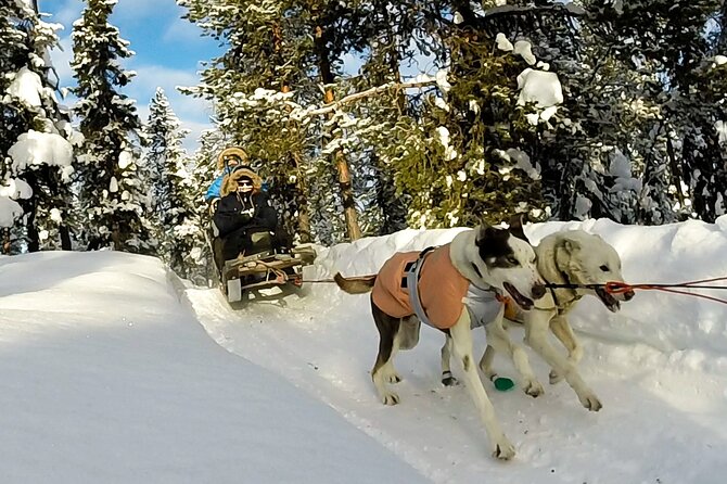 Sit Down Husky Ride Dog Sled Tour in Kiruna - From Central Kiruna to Kurravaara