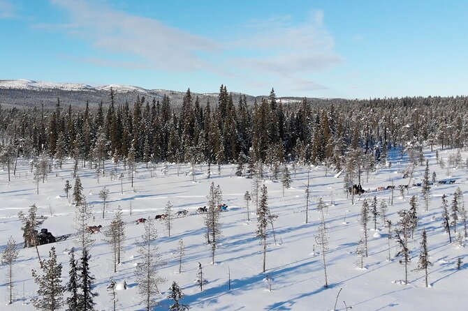 Sit Down Husky Ride Dog Sled Tour in Kiruna - Meeting the Huskies at the Kennel and Tipi