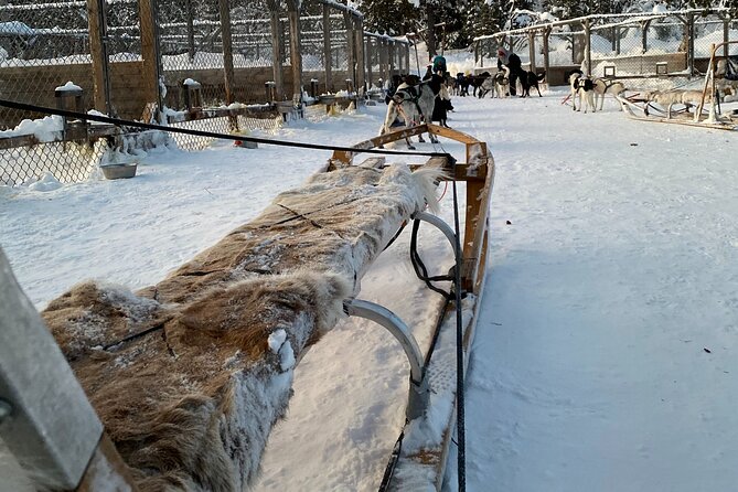 Sit Down Husky Ride Dog Sled Tour in Kiruna - Who Will Enjoy This Ride Most?