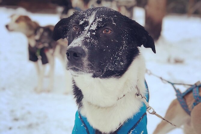 Sit Down Husky Ride Dog Sled Tour in Kiruna - Weather, Cancellations, and Timing