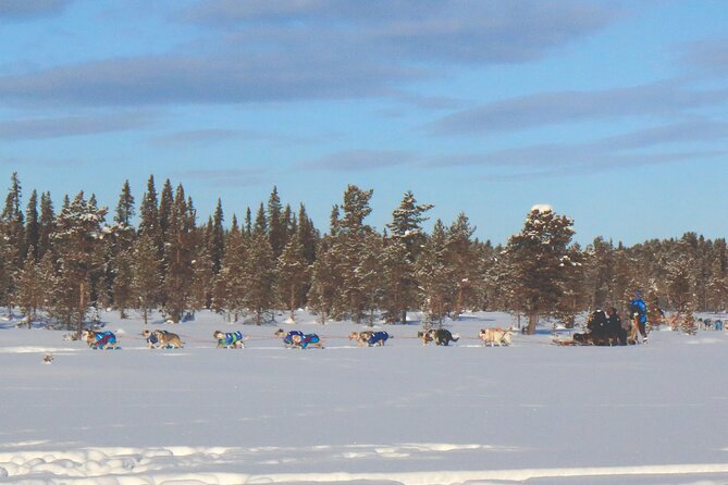 Sit Down Husky Ride Dog Sled Tour in Kiruna - The Sled Ride Through Forest and Frozen Water