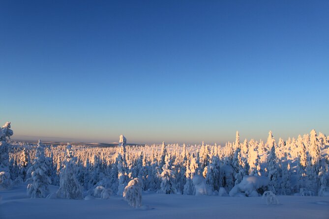Snowshoe in a Winter Forest - Reading animal tracks in the snow
