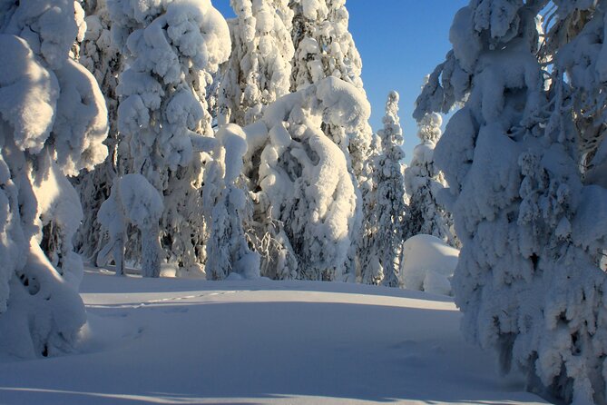 Snowshoe in a Winter Forest - Berry juice, Kangoskaka, and a fire-side pause