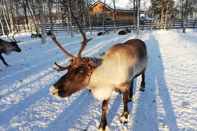 Stockholm Christmas Tour and Food Tasting Experience - Finishing at Kungsträdgården with glögg and gingerbread